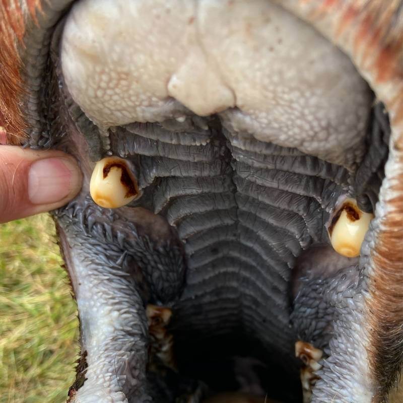 Close-up view of an elk's mouth, highlighting the location of the two ivory teeth nestled in the upper jaw near the front - Park City Jewelers.