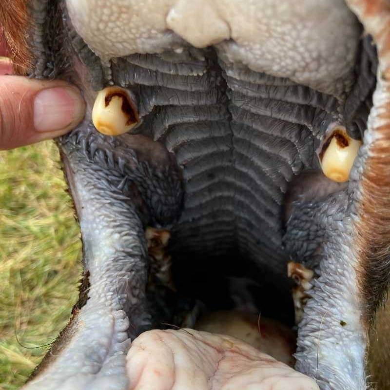 Open elk mouth showing the location of the ivory teeth