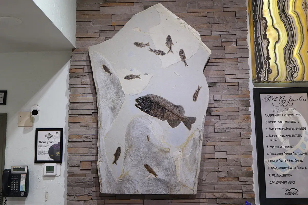 Large Fish Fossil Specimen from Park City Jewelers