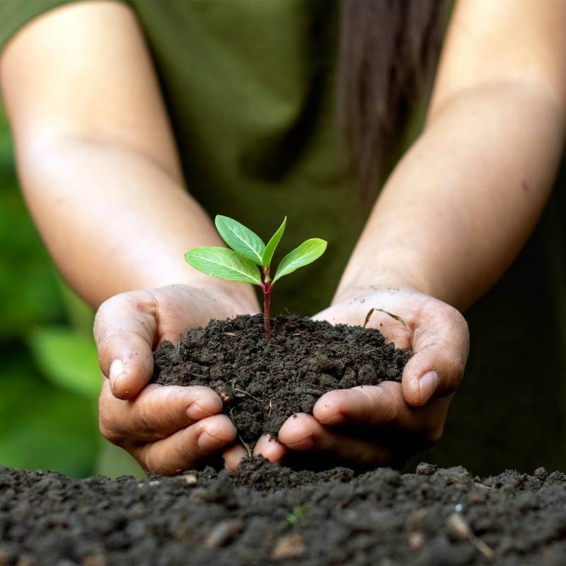 Small plant being planted