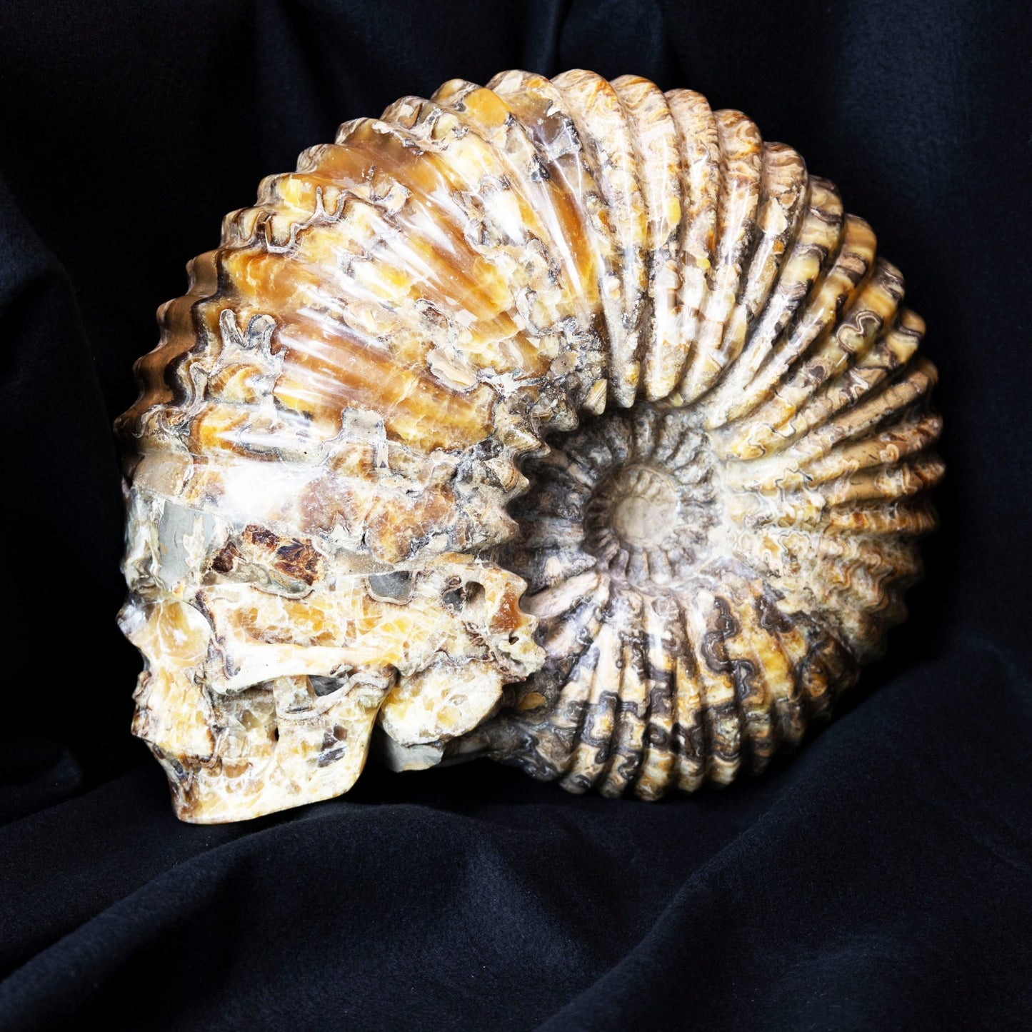 Large Ammonite Skull Carving - Park City Jewelers