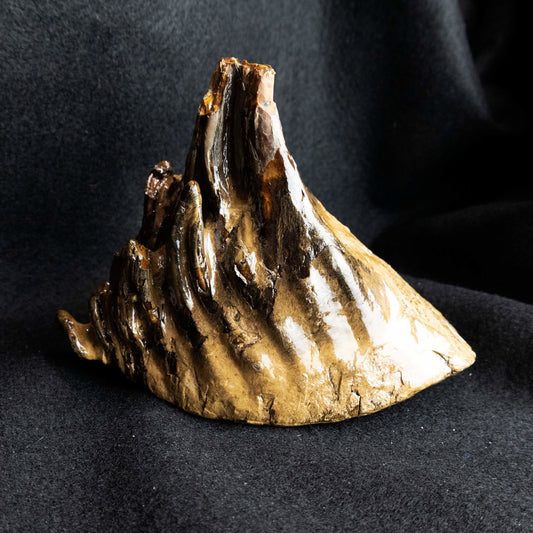 Prehistoric Woolly Mammoth Molar Fossil - Park City Jewelers