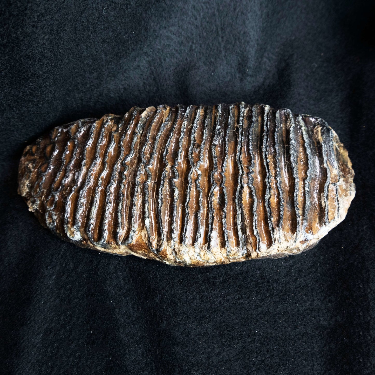 Prehistoric Woolly Mammoth Molar Fossil Slab - Park City Jewelers