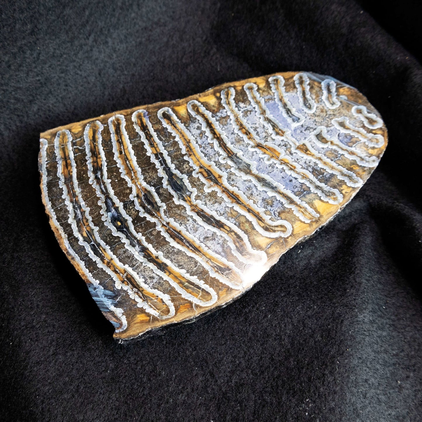 Prehistoric Woolly Mammoth Molar Fossil Slab - Park City Jewelers
