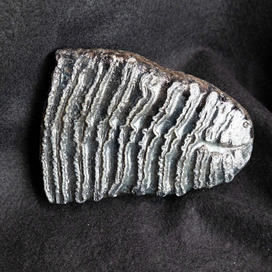 Prehistoric Woolly Mammoth Molar Fossil Slab - Park City Jewelers