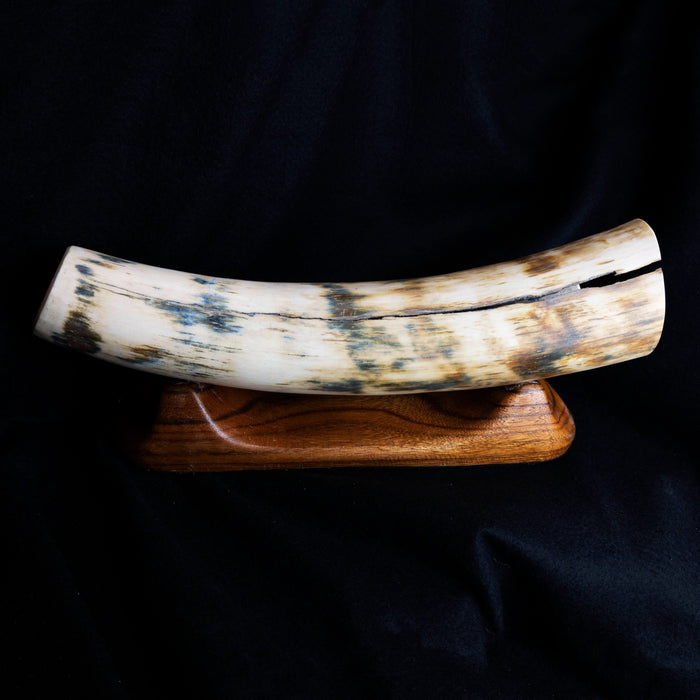 Prehistoric Woolly Mammoth Tusk on Wood Stand - Park City Jewelers