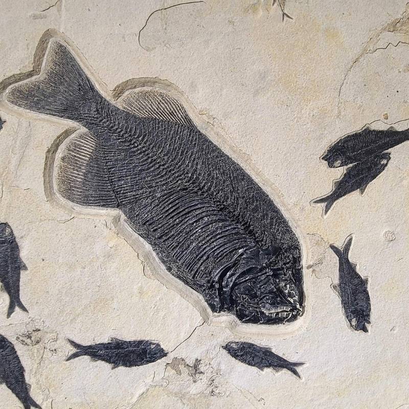 Fossilized fish wall art