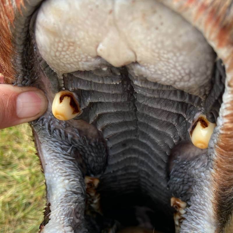 Close-up view of an elk's mouth, highlighting the location of the two ivory teeth nestled in the upper jaw near the front.