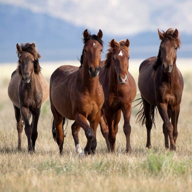 Four horses in a field