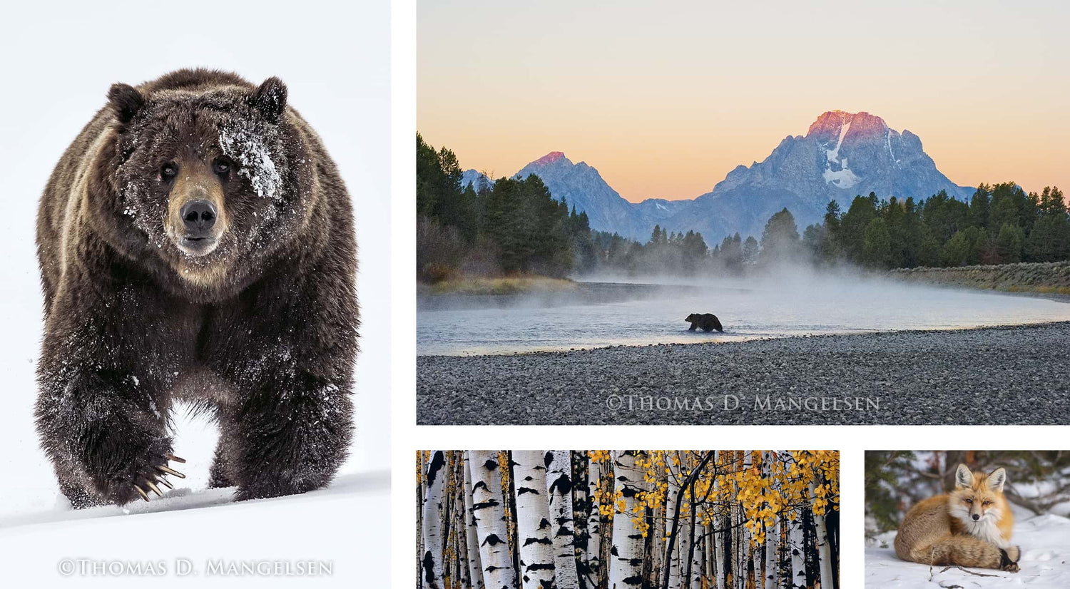 Mangelsen gallery art images
