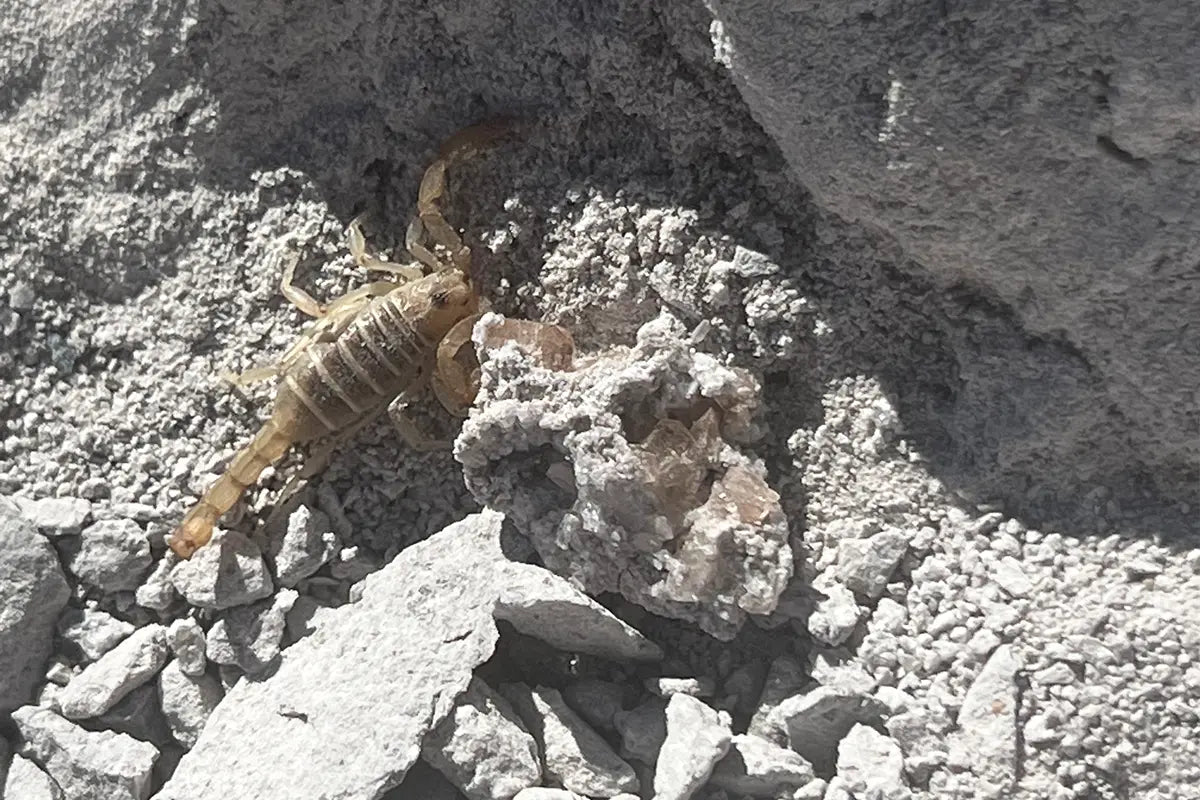 Utah Topaz Crystal with Scorpion