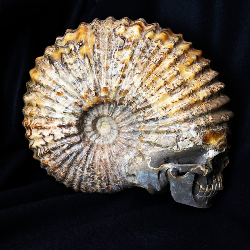 Large Ammonite Skull Carving - Park City Jewelers