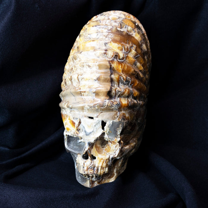 Large Ammonite Skull Carving - Park City Jewelers