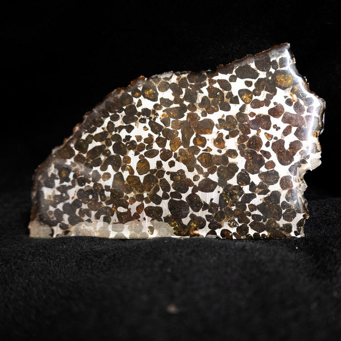 Natural Pallasite Meteorite 1881 Kansas Slab - Park City Jewelers
