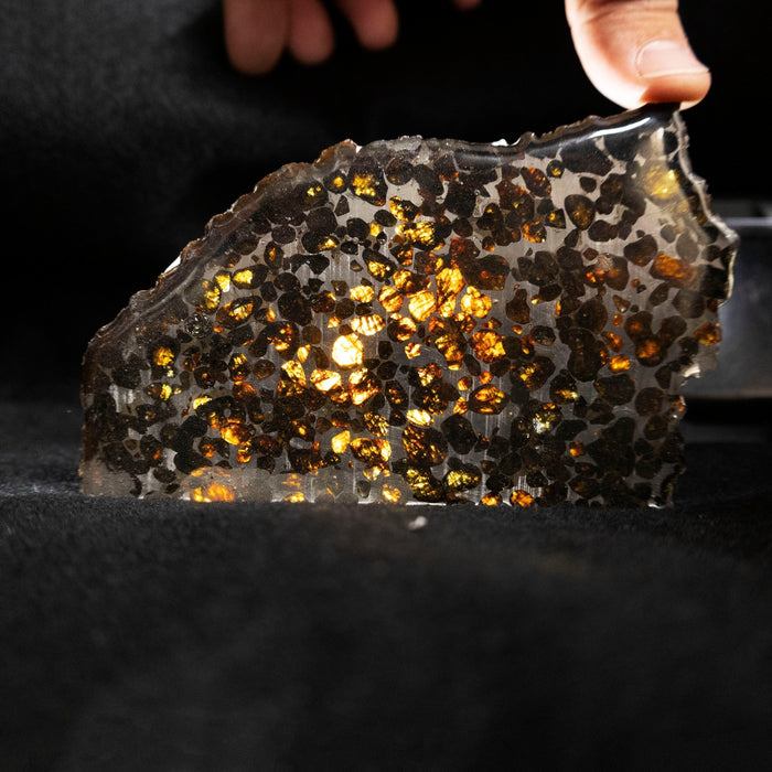 Natural Pallasite Meteorite 1881 Kansas Slab - Park City Jewelers