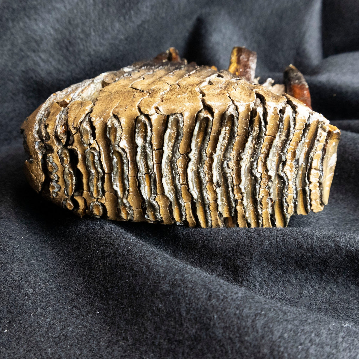 Prehistoric Woolly Mammoth Molar Fossil - Park City Jewelers