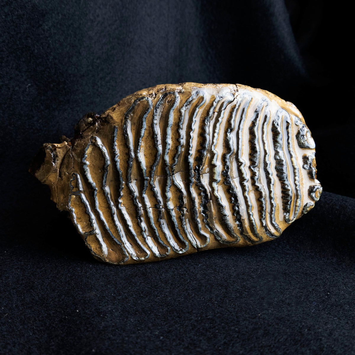 Prehistoric Woolly Mammoth Molar Fossil - Park City Jewelers