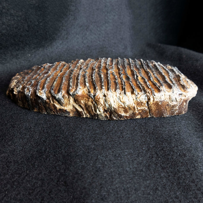 Prehistoric Woolly Mammoth Molar Fossil Slab - Park City Jewelers
