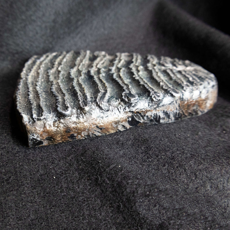 Prehistoric Woolly Mammoth Molar Fossil Slab - Park City Jewelers